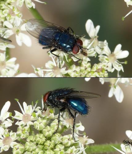 Réf. 197 997 : Protocalliphora azurea